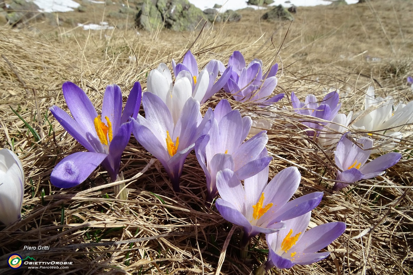 89 Crocus prmaverili.JPG